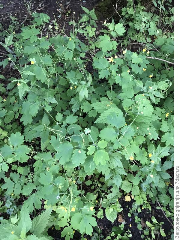 А тут вообще - не знаю что?