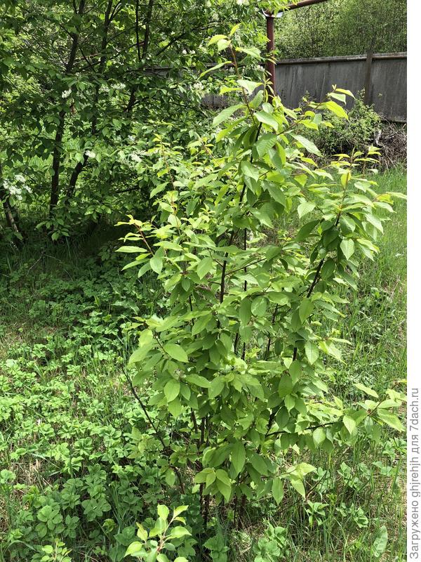 2. Это как сорняк везде растёт