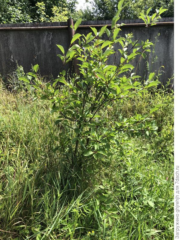 2. Какое то дерево