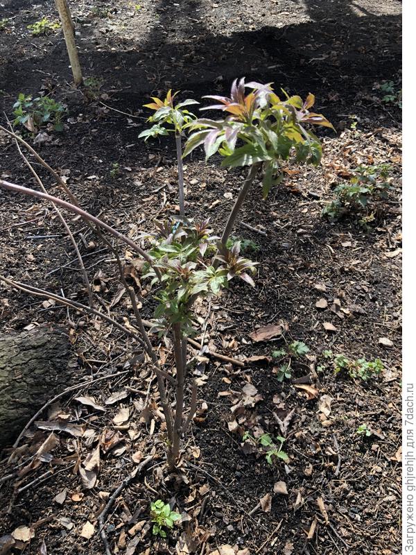 Второй захватчик