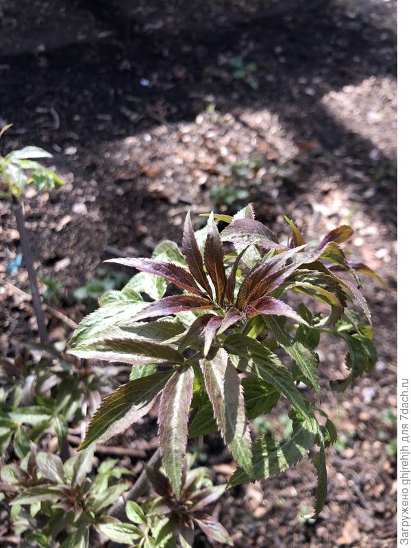 Вот такие у него листья