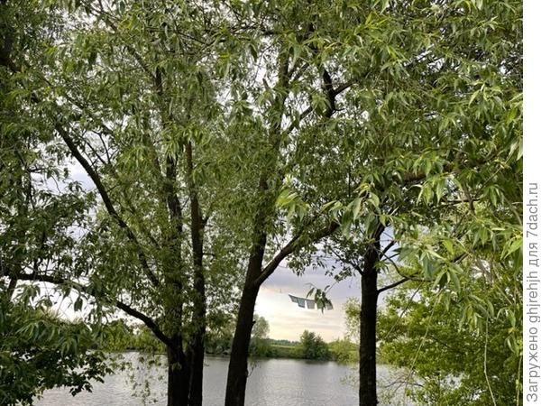 общий вид всего дерева