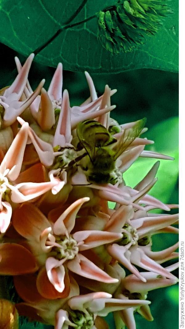 Соцветие крупным планом.