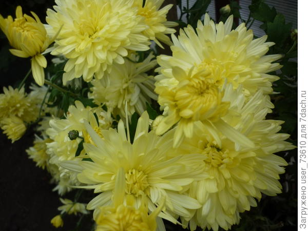 Мои хризантемки, капризули, зимуют в подвале
