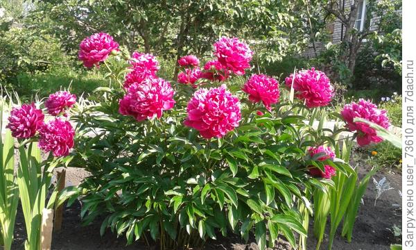 А пионы выдерживают испытания нашего климата :)