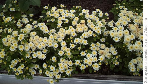 хризантемка, высота кустика 15-20см