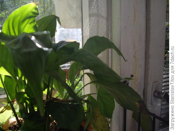 цветки - зеленоваты е шишкии прикрытые с одной стоны большим лепестком как у калы, но это не кала