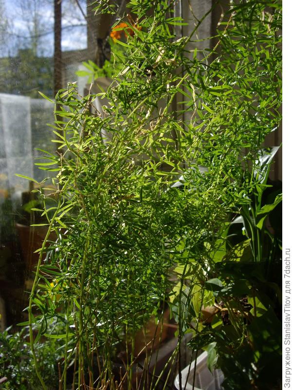 в горшке видны клубни