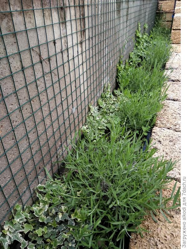 Темное сырое место. Посадил лаванду с плющом, думал лаванда загнется, а она наперегонки с плющом растет