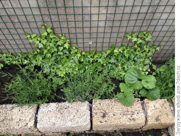 Готовится цвести