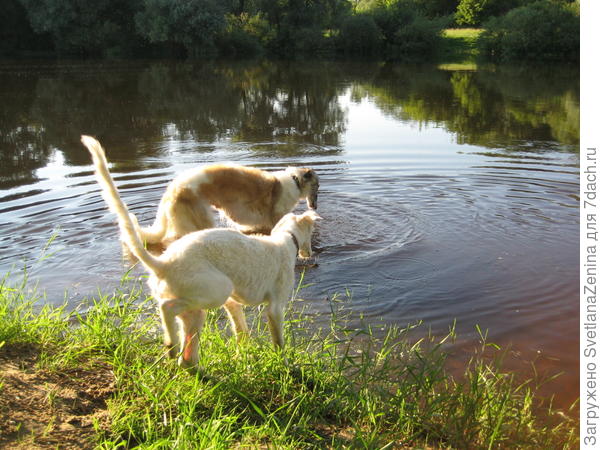Тётя Шейла, а ты мне рыбку поймаешь?