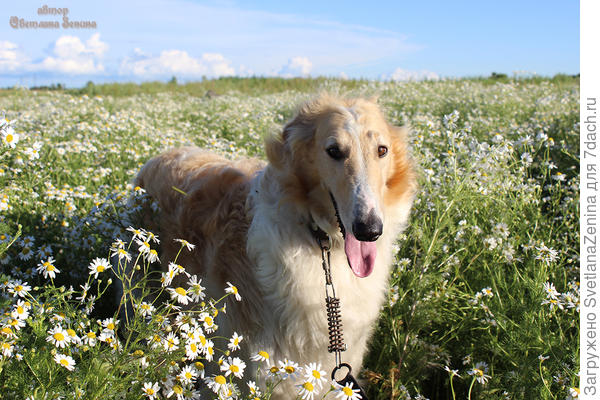 Правда я милашка?