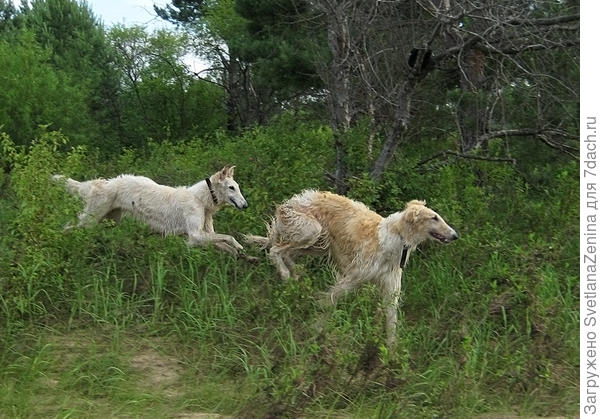 Наперегонки мы любим мчаться.