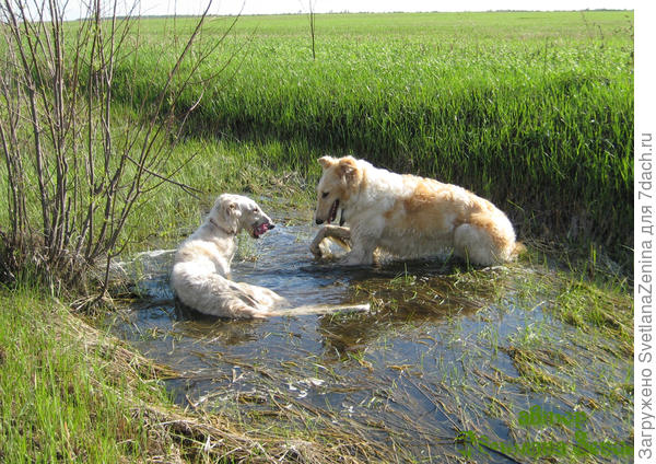Ах, как приятно в теплой луже поваляться!