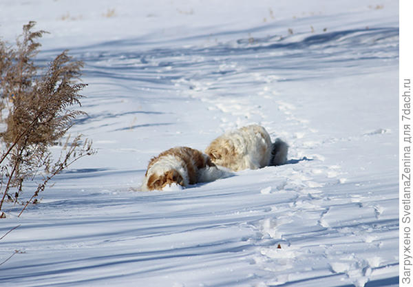 Устав, в сугробе закопаться.