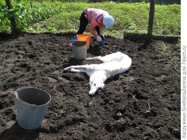 Картошку нужно помогать убрать