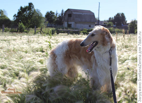 Святобор обожает позировать перед фотоаппаратом.