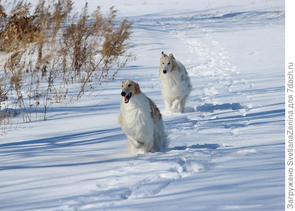 Мы по сугробам любим мчаться