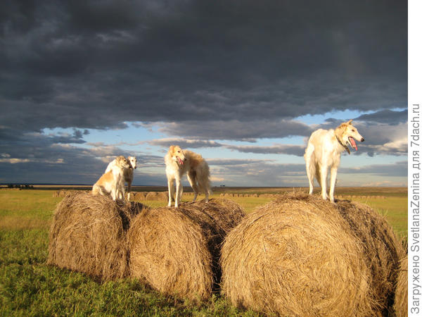 Чтобы попа не замерзла, мы подстелим сена стог!