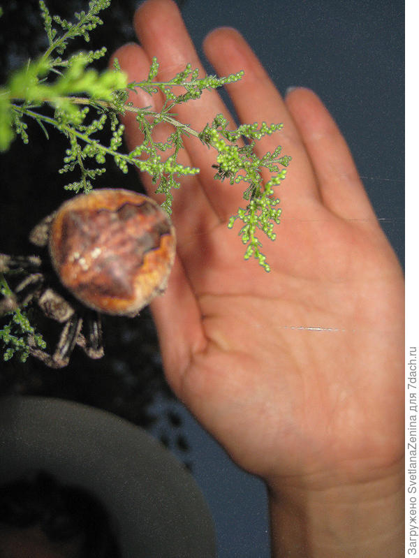 на фоне моей не маленькой ладони для представления размера