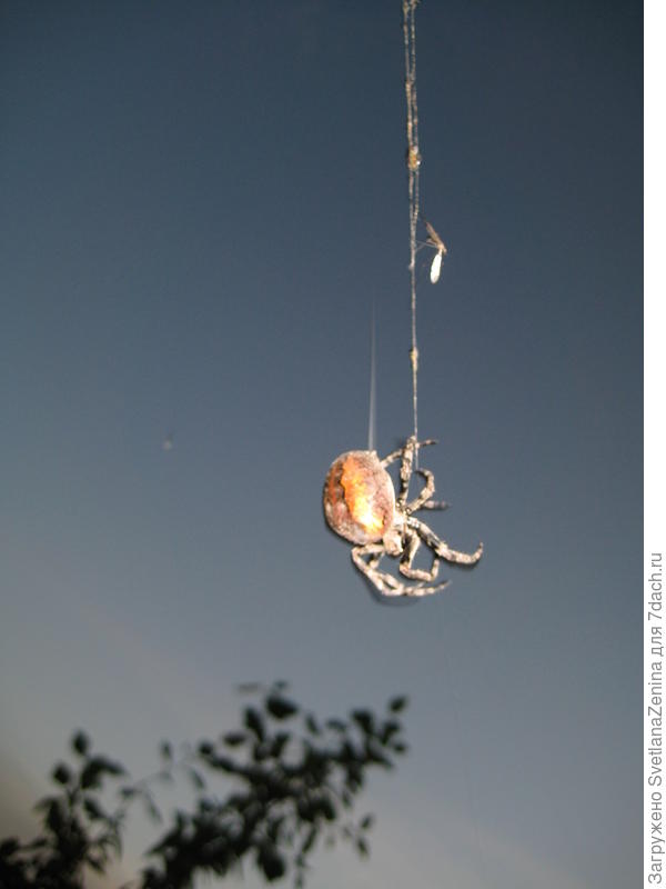 он наверно посланец небес, раз спустился к нам сверху на ниточке )