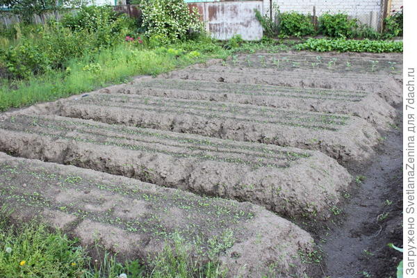 грядки со свеклой и морковкой