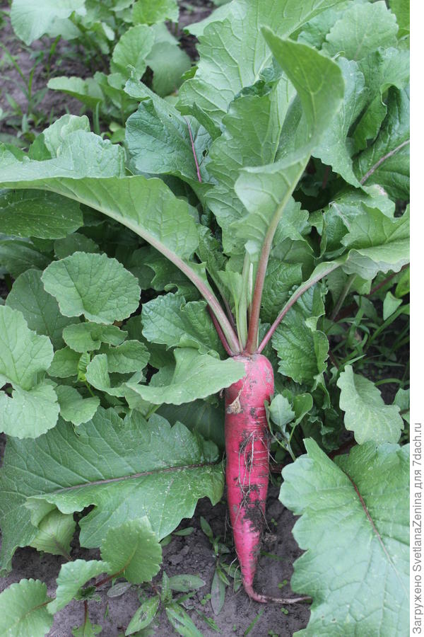 редис Красный великан