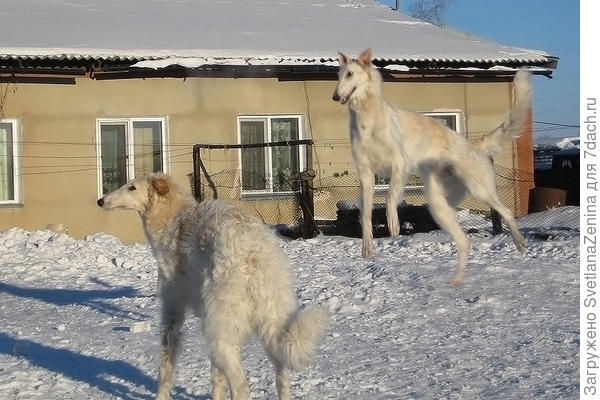 летающая собака