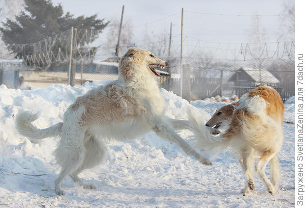 мальчишки играют
