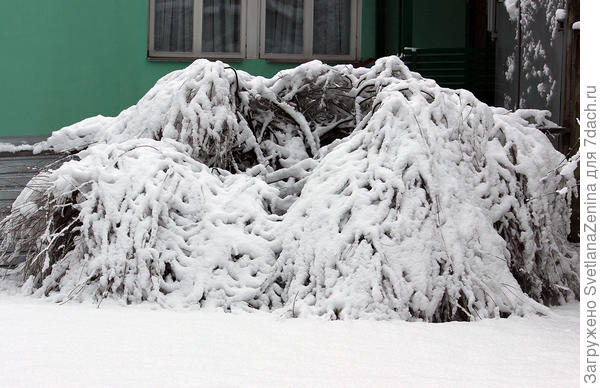 Плакучая форма мне нравится больше, пусть остается