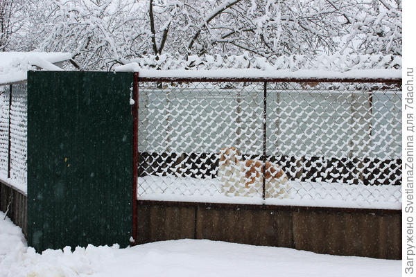 Дверь к собакам пришлось откапывать.