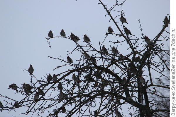 свиристели