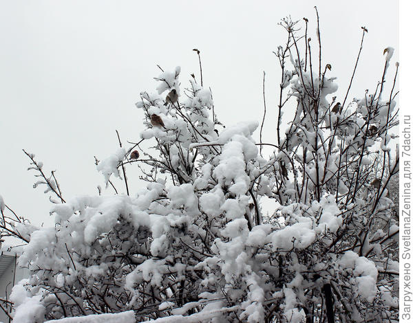 Большая часть сбежали от папараци