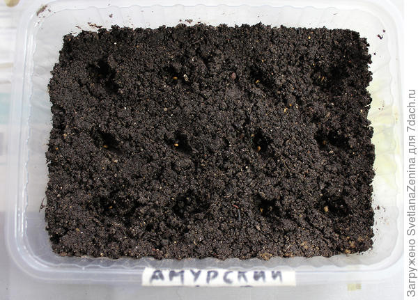 посев в грунт