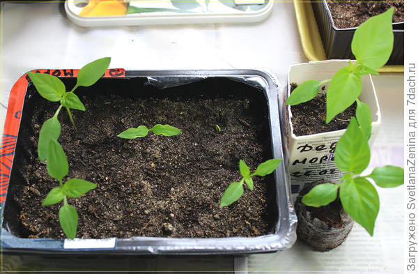 все Дед морозы на 21.03