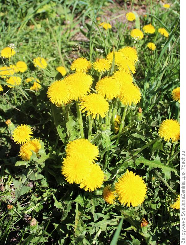 Маленькие солнышки