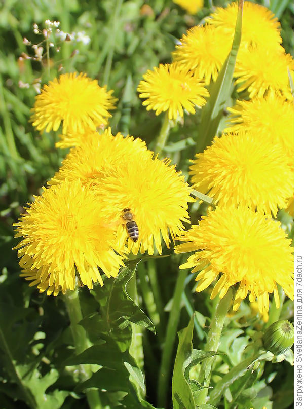 А это прошлогодний, хотя в конце апреля того года их много было