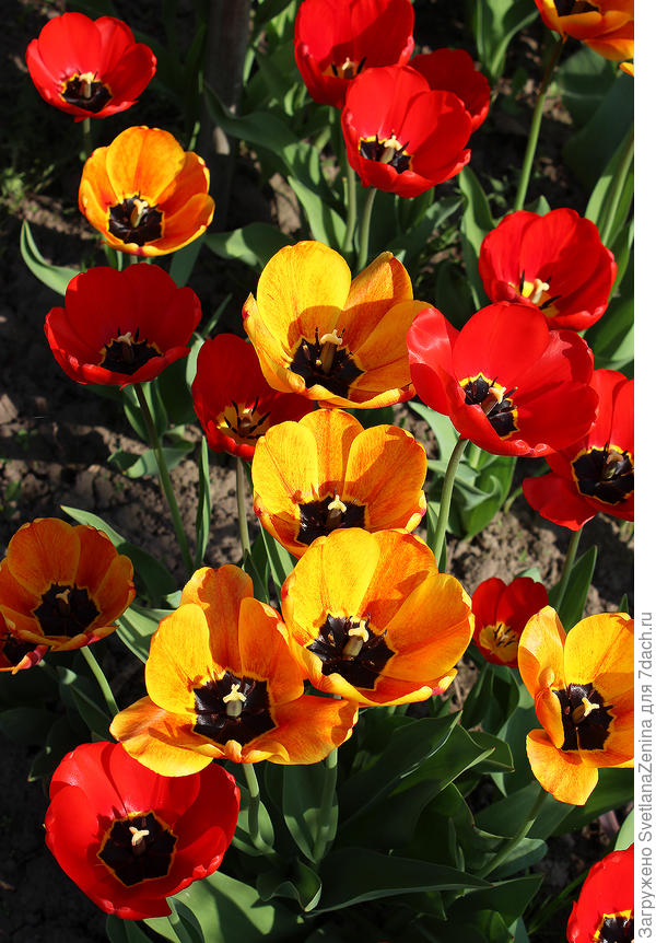 Много солнышек в подарок!