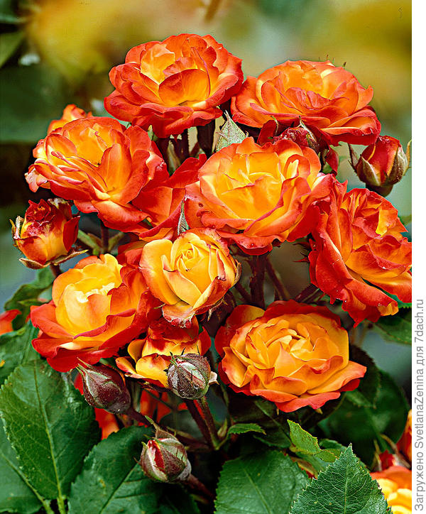 С Днём рождения!