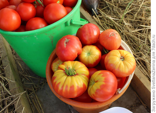 Бычье сердце розовое