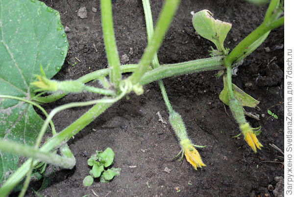 цветет Хрустящий погребок