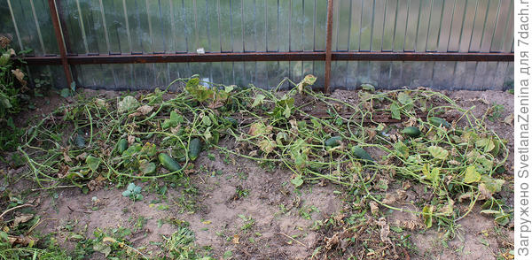 надземная часть