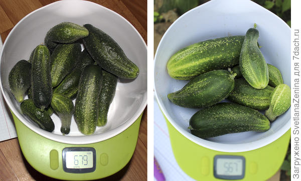 последние сборы