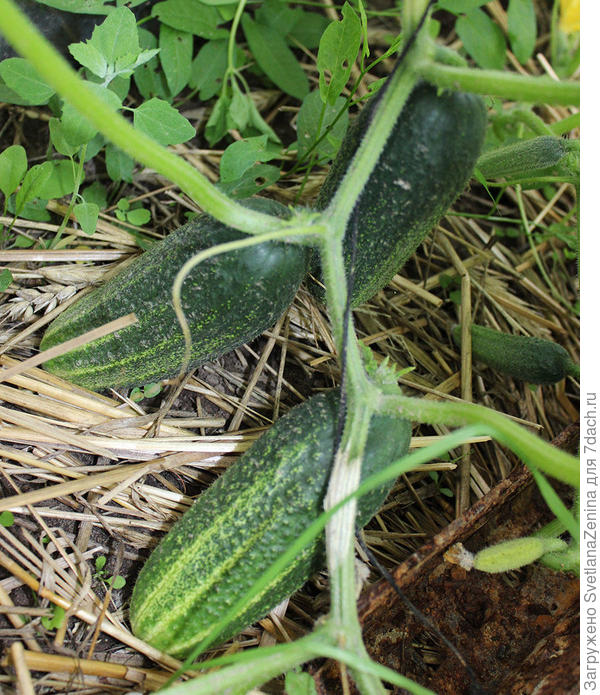 первые плоды