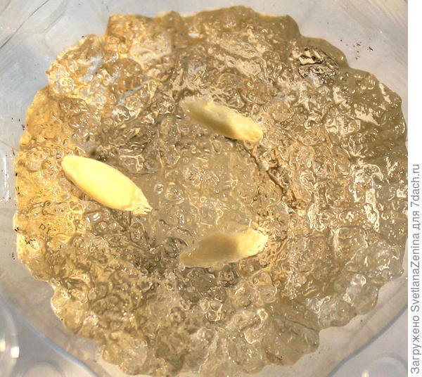 на проращивании