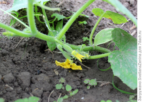 первые завязи