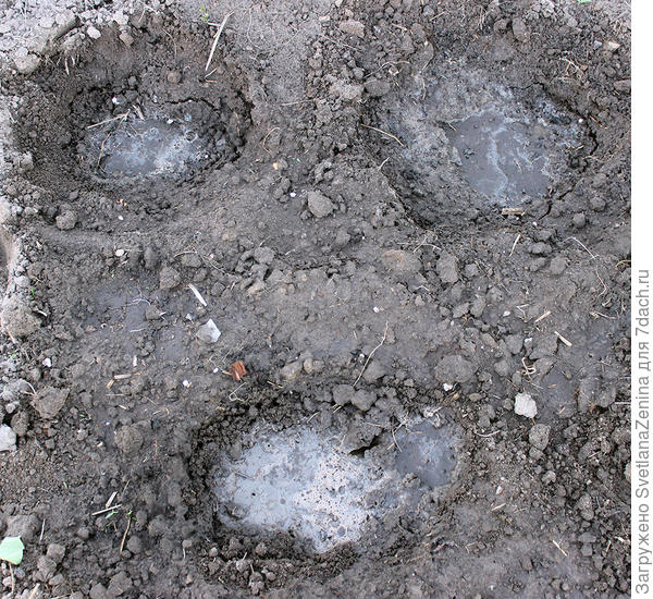 посев в грунт