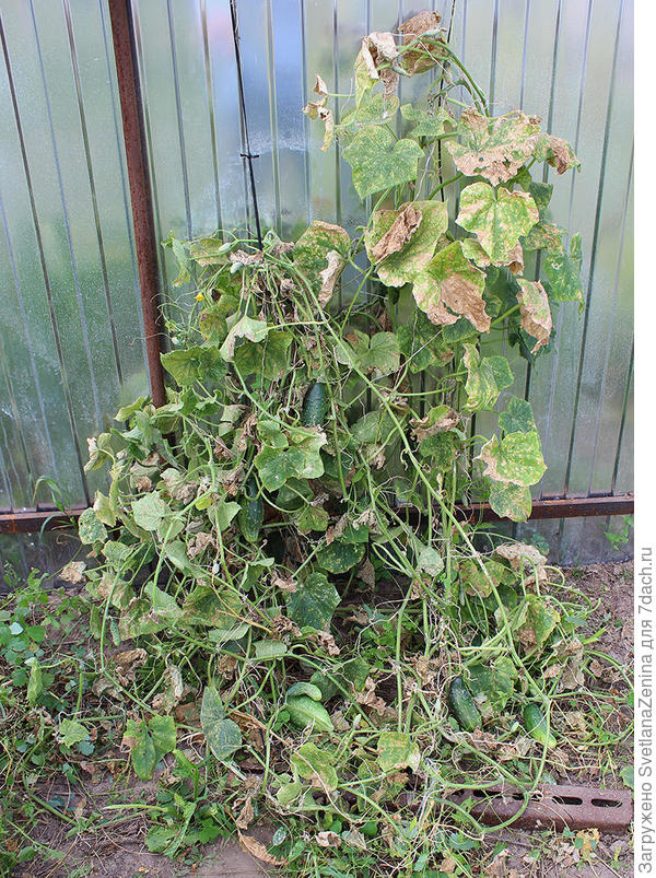 последний день