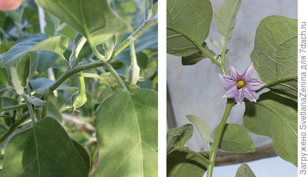 бутоны и цветение