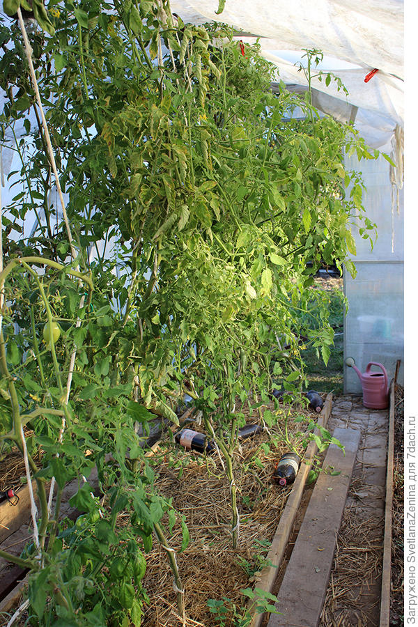 надземная часть